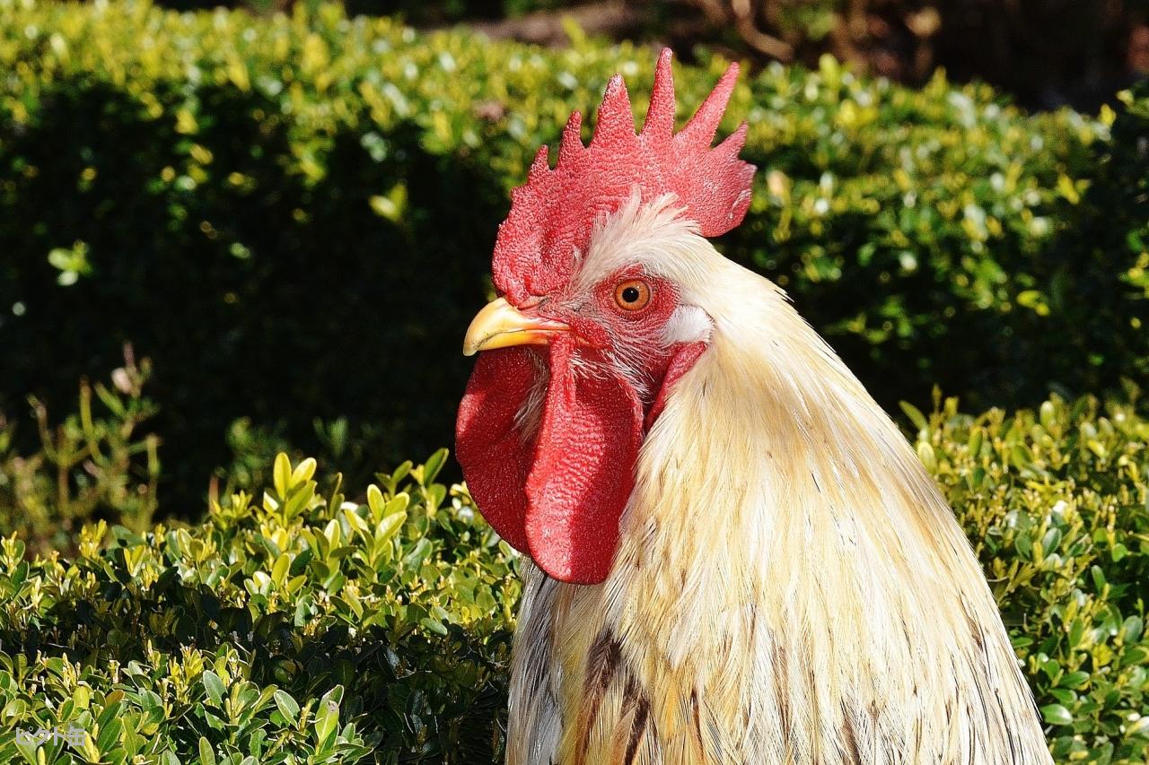 鶏を家で飼う