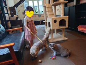 娘と仲良く遊ぶ猫ちゃんたち